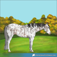 Horse Color:Brown Sabino Splash Appaloosa and Brown Sabino Splash Appaloosa
