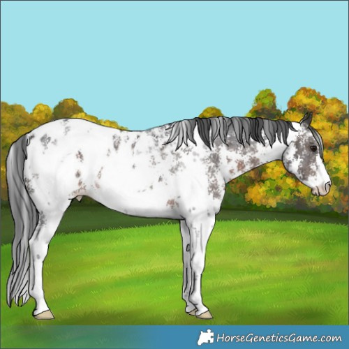 Horse Color:Brown Sabino Appaloosa Rabicano
