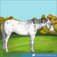 Horse Color:Brown Sabino Blanket Rabicano