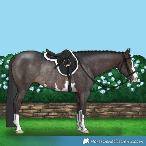 Horse Color:Brown Rabicano 