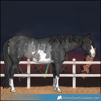 Horse Color:Brown Rabicano 