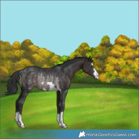 Horse Color:Brown Rabicano
