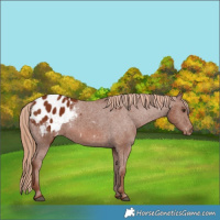 Horse Color:Chestnut Appaloosa 