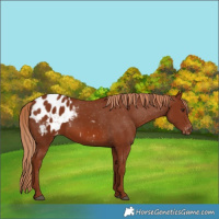 Horse Color:Chestnut Appaloosa