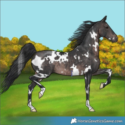 Horse Color:Platinum White Spotted Brown 
