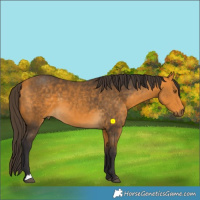 Horse Color:Buckskin 