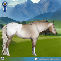 Horse Color:Gray Chocolate Palomino Dun Appaloosa Rabicano 