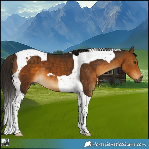 Horse Color:Gray Buckskin Tobiano 
