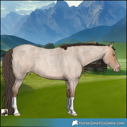 Horse Color:Amber Champagne Roan 
