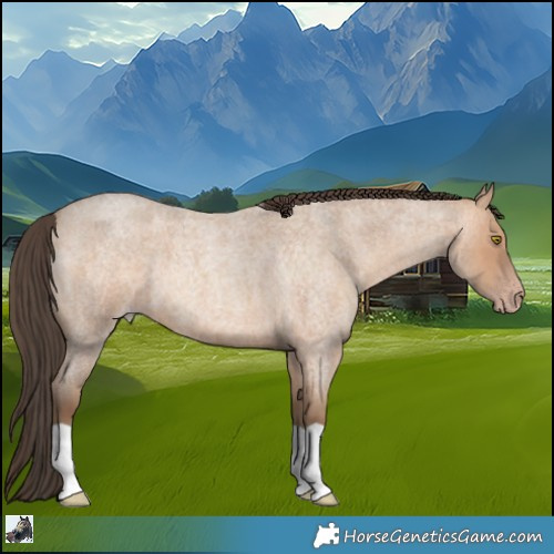 Horse Color:Amber Champagne Roan 