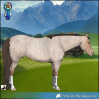Horse Color:Amber Champagne Roan 