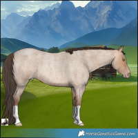 Horse Color:Amber Champagne Roan