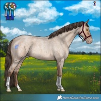 Horse Color:Amber Champagne Roan 