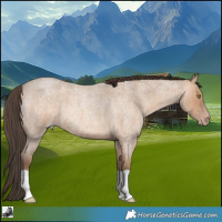 Horse Color:Amber Champagne Roan