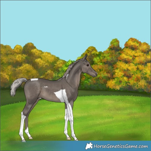 Horse Color:Silver Black Tobiano 