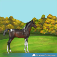 Horse Color:Brown Tobiano 