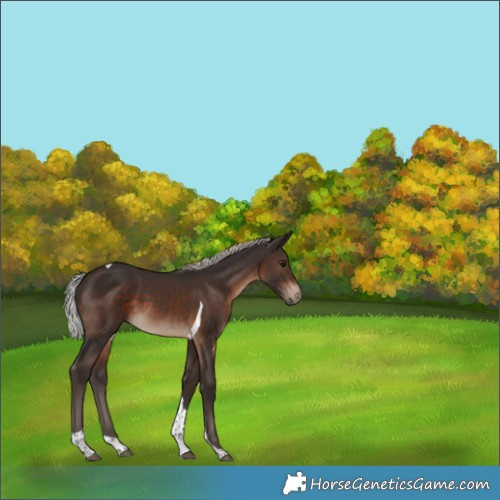 Horse Color:Silver Brown Tobiano 