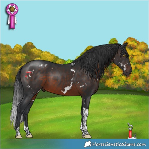 Horse Color:White Spotted Brown Tobiano 