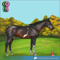 Horse Color:White Spotted Brown Tobiano 