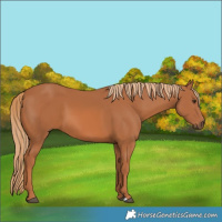 Horse Color:Chestnut 