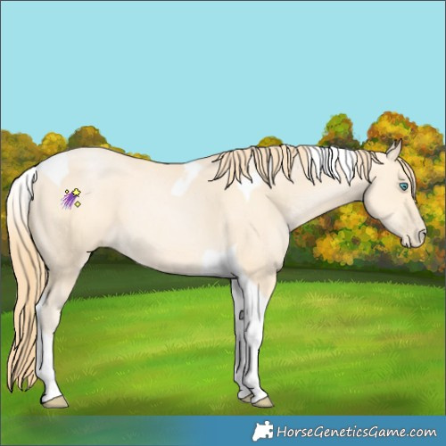 Horse Color:Buckskin Pearl Tobiano 