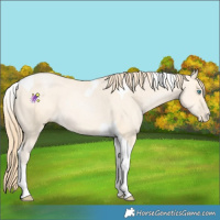 Horse Color:Buckskin Pearl Tobiano