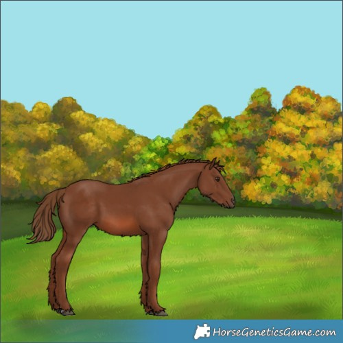 Horse Color:Chestnut 