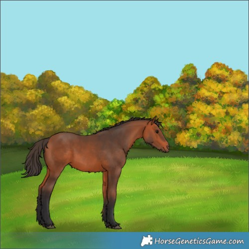 Horse Color:Bay 
