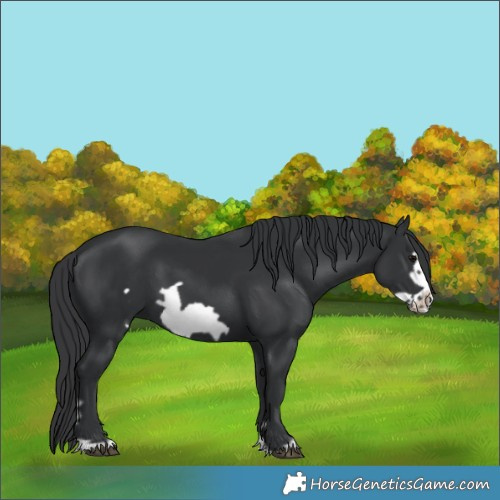 Horse Color:Black Frame 