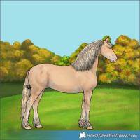 Horse Color:Gold Champagne 