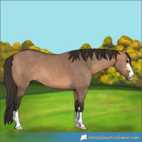Horse Color:Bay Dun 