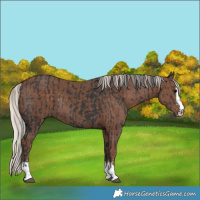 Horse Color:Black and Silver Black