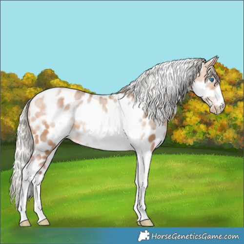 Horse Color:Silver Bay Dun Sabino Tobiano Frame Appaloosa Rabicano 