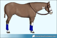 Horse Color:White Spotted Liver Red Dun 