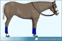 Horse Color:Silver Smoky Black 