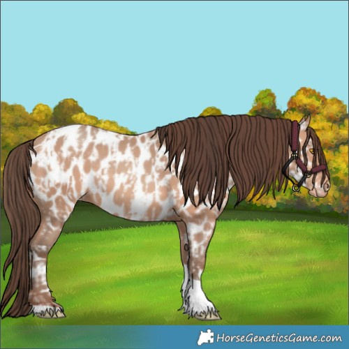 Horse Color:Amber Champagne Tobiano Appaloosa and Amber Champagne Tobiano Appaloosa