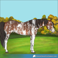 Horse Color:Bay Sabino Rabicano