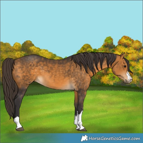 Horse Color:Buckskin 