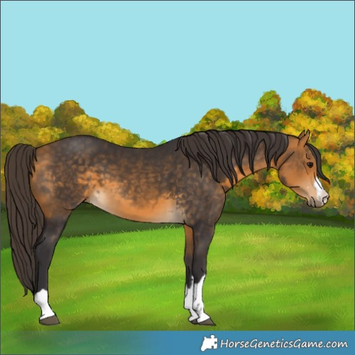 Horse Color:Buckskin 