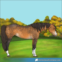 Horse Color:Buckskin 