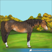 Horse Color:Buckskin 