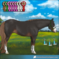 Horse Color:Liver Chestnut 