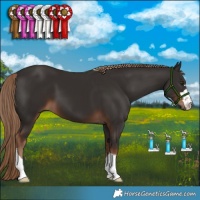 Horse Color:Liver Chestnut 