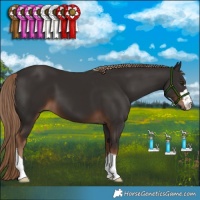 Horse Color:Liver Chestnut
