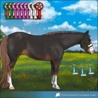 Horse Color:Liver Chestnut 