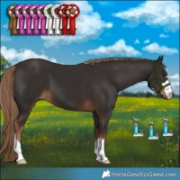 Horse Color:Liver Chestnut 