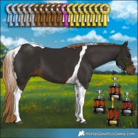 Horse Color:Liver Chestnut Tobiano 