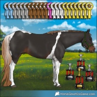 Horse Color:Liver Chestnut Tobiano 