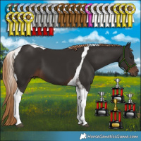 Horse Color:Liver Chestnut Tobiano 