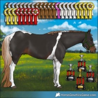 Horse Color:Liver Chestnut Tobiano